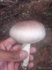 Agaricus