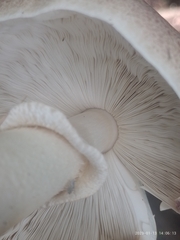 Agaricus