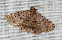 Diatenes aglossoides