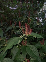 Angiospermae