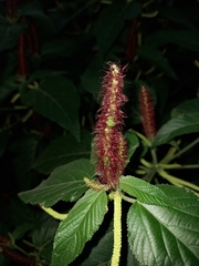 Angiospermae