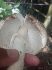 Agaricus