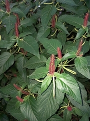 Angiospermae