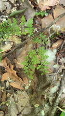 Chaerophyllum tainturieri