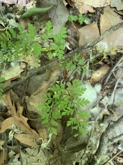 Chaerophyllum tainturieri
