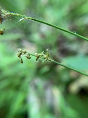 Carex retroflexa