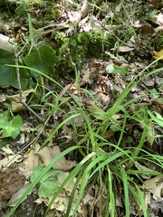 Carex blanda