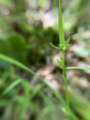 Carex blanda