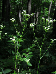 Physospermum cornubiense