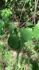 Schisandra glabra