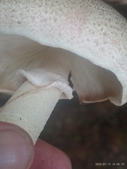 Agaricus
