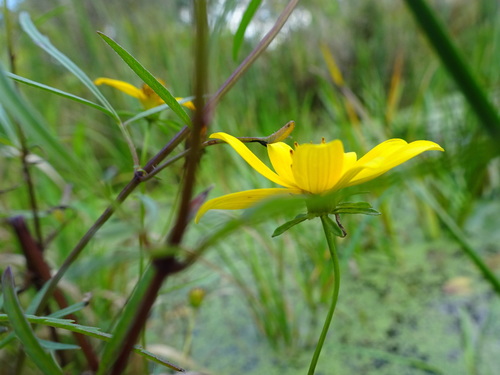 Image of Bidens trichosperma by (c) Thomas Koffel, some rights reserved (CC BY)