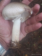 Agaricus