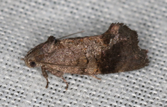 Oxytropha ametalla