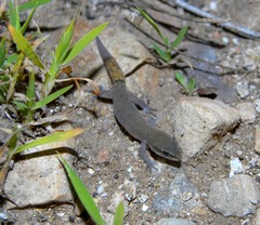 Saurodactylus brosseti