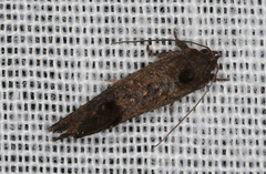 Oxytropha ametalla