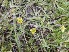 Ranunculus fuegianus