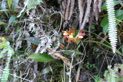 Cyrtochilum confertum