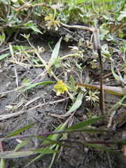 Ranunculus fuegianus