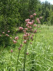 Lilium martagon pilosiusculum