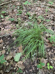 Carex oxylepis