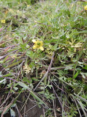 Ranunculus fuegianus