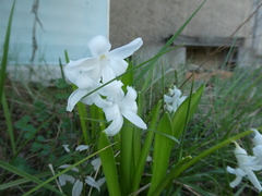 Hyacinthus orientalis