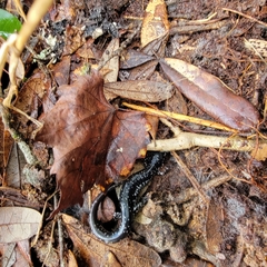 Plethodon grobmani