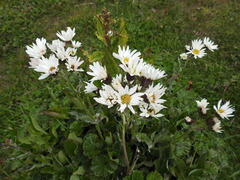 Senecio smithii