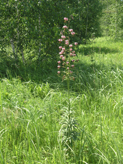 Lilium martagon pilosiusculum