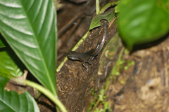 Sphenomorphus multisquamatus