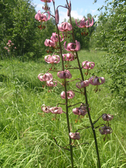 Lilium martagon pilosiusculum