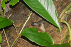 Sphenomorphus multisquamatus