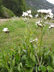 Senecio smithii