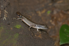 Sphenomorphus multisquamatus