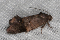 Oxytropha ametalla