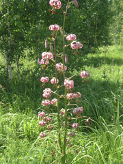 Lilium martagon pilosiusculum
