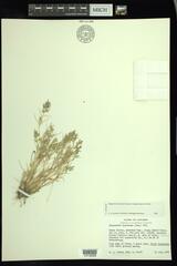 Eragrostis hypnoides