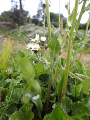 Senecio smithii