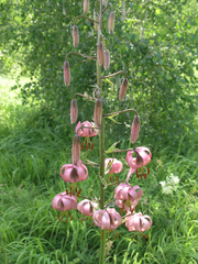 Lilium martagon pilosiusculum