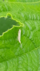 Plutella porrectella