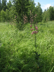 Lilium martagon pilosiusculum