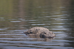Crocodylus palustris