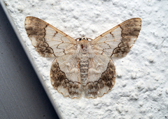 Pingasa rubimontana