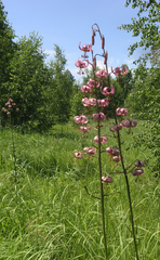 Lilium martagon pilosiusculum