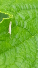 Plutella porrectella