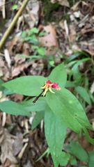 Spigelia marilandica