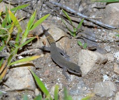 Saurodactylus brosseti