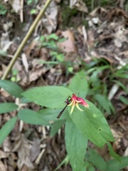 Spigelia marilandica