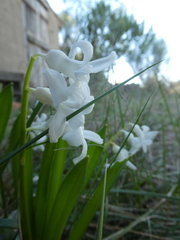 Hyacinthus orientalis
